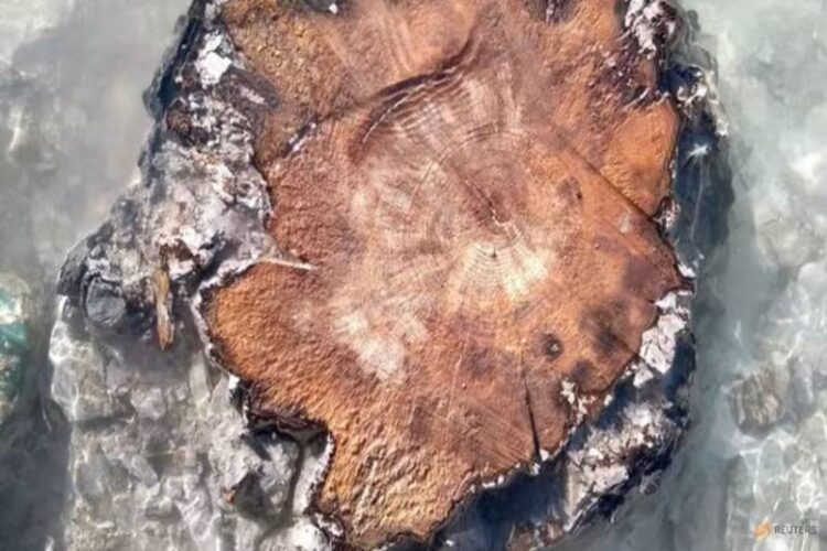 Tree Rings in French Alps Reveal Massive Ancient Solar Storm
